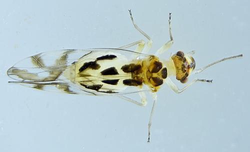 Graphopsocus cruciatus